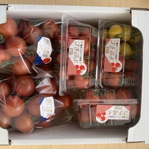 シーズン終了まで後少しミニトマト、中玉トマトセット。(プチぷよを含む3〜5品種)