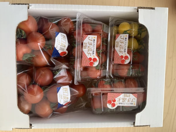 シーズン終了まで後少しミニトマト、中玉トマトセット。(プチぷよを含む3〜5品種)