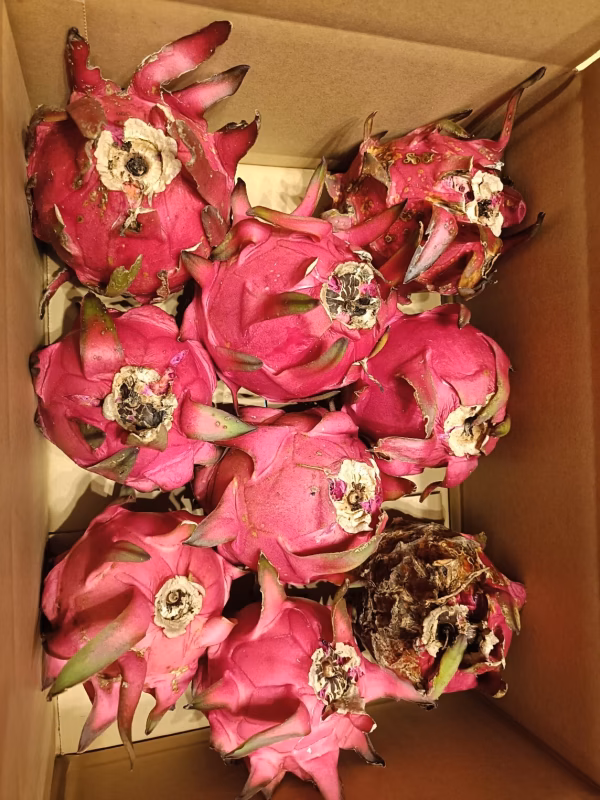 加工用ドラゴンフルーツ　4.0kg