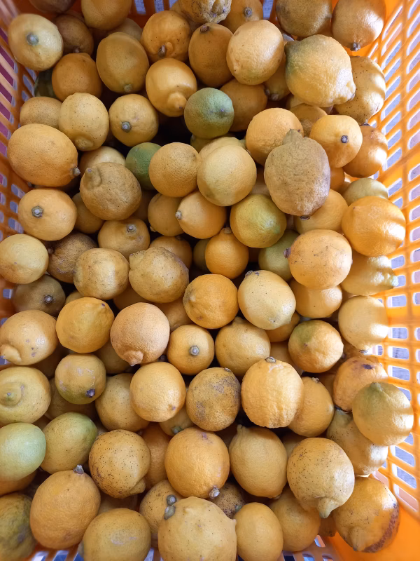 #ミニサイズ#規格外品、広島育ち果汁たっぷりレモン