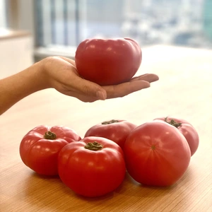 【お試し】びっくりサイズ❗️スクスク育った朝採り完熟トマト
