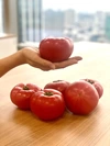 【歳末300円オフセール‼️】びっくりサイズ❗️朝採り完熟トマト