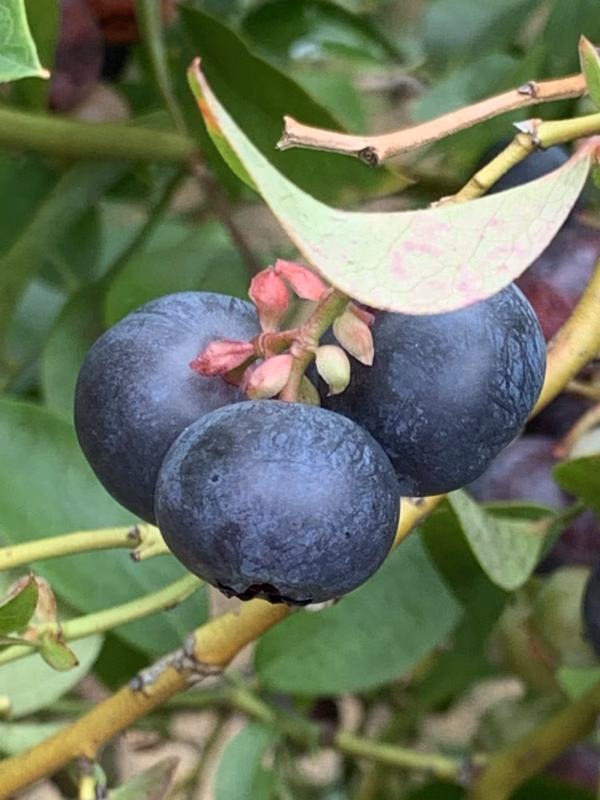 田舎の山間で育ったブルーベリー(ラビットアイ系・MIX)