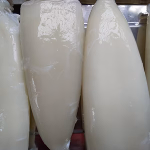 関門海峡産★イカ大好きな方へ、甲イカと紋甲イカを食べ比べてみませんか～（冷凍）