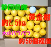 静岡県産　希少柑橘　黄金柑　50個程度　約2.5kg