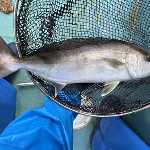 ▼限定1名【高級魚 天然カンパチ】 希望があれば1魚種おまけ付き！