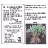 日本山人参（ヒュウガトウキ）（顆粒タイプ）お茶だし専用、 農薬化学肥料使用なし