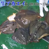 生アカエイ丸ごと一匹 大サイズ（目安10kg～23kgの不定貫）エイヒレ
