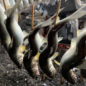 地下水育ち　炭火焼鮎　子持ち食べくらべ中