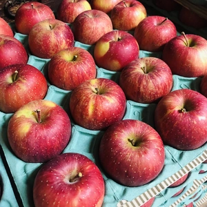 【数量限定】リンゴ品種「高橋系ふじ」　20個　約5kg