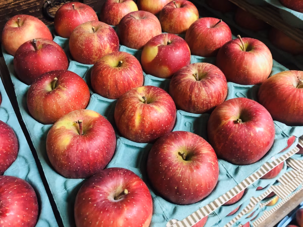 ⭐︎送料無料【数量限定】リンゴ品種「高橋系ふじ」　20個　約5kg