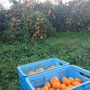 【温州みかん終盤戦】“大津4号”(草生栽培)#農カード付き