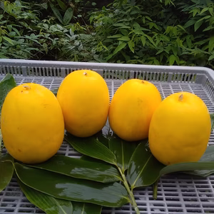 (今が旬マクワ瓜)香りが美味しい思いでの味（２㎏）セット