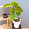 【在庫販】　フィカス　ゴムの木　ウンベラータ　フィカスウンベラータ　インテリアグ