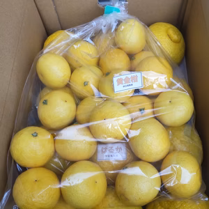 黄金柑(おうごんかん)はるか