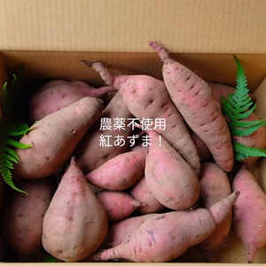 さつまいも4kg　垂直立て栽培！食べ頃、紅あずまサイズMIX