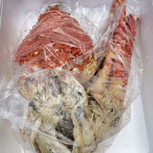 【訳あり】3本欠損！茹で高足ガニ1.2kg（たっぷり3-4人用）