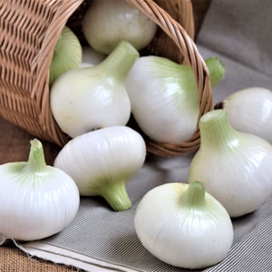 今が旬！多品目栽培農園のフレッシュ新玉ねぎ