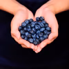 8月に採れた樹上完熟ブルーベリー＜恵＞農薬・殺虫剤不使用