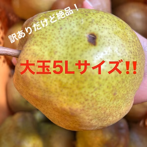 限定大玉入り‼️山形特産ラフランス【訳あり4キロ満杯詰め】