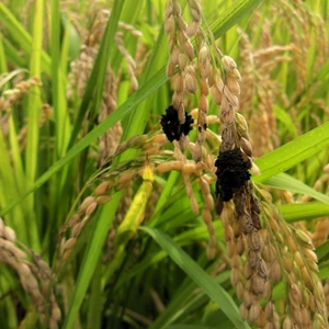 　　特別栽培米　　（農薬　78%減　化学肥料　100%減）