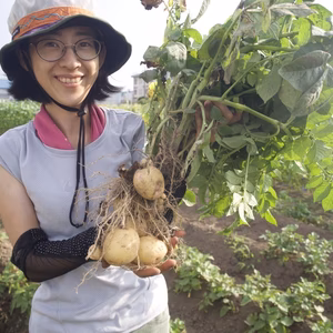 【レシピ付】栗のように黄色で甘味が強い！ホクホク食感のキタアカリ