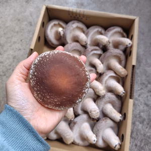 【主役しいたけ】特大 · 肉厚【贈答用】【ステーキ】