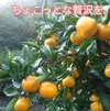 有田みかん【小粒小玉】2 kg（箱込）送料無料 60