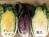 平さんちの黄芯白菜とレタス＋お任せ3品野菜