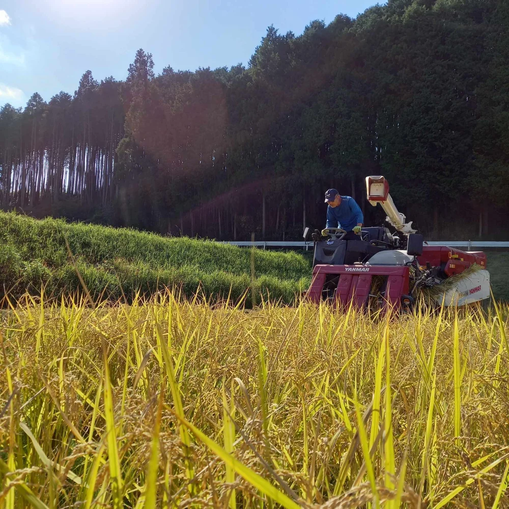 無農薬!自然栽培!農家直送!令和元年度佐賀県産!「伊勢ヒカリ」精米