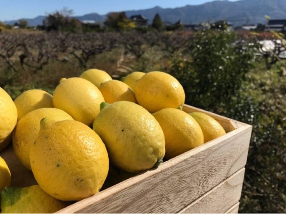 皮まで安心減農薬レモン 農薬約80%削減(慣行栽培比) | 農家漁師から産地直送の通販 ポケットマルシェ