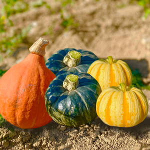 数量限定！わくわくハロウィン カボチャセット♫