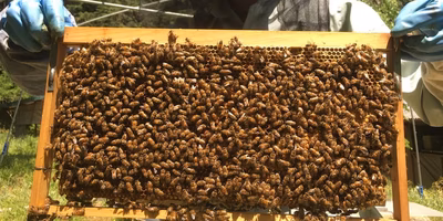 すごく「#蜜です！」な、はちみつ のたしなみ