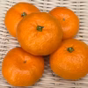 甘い!『大津みかん(四号)』5㎏  Mサイズ（１㎏あたり9-10個）