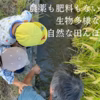 R5:あさひ(朝日)（自然栽培）