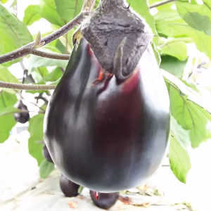 大阪泉州野菜詰め合わせ