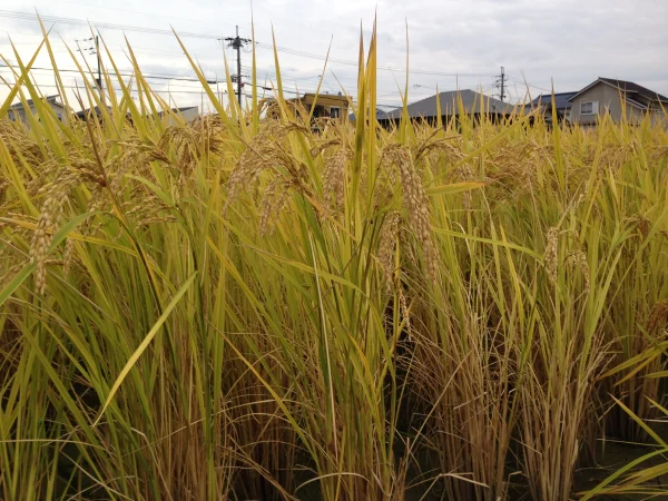 にこまる・自然栽培の完熟米（肥料・農薬不使用）（玄米）