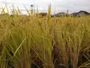 自然栽培の完熟米（肥料・農薬不使用）にこまる（玄米）