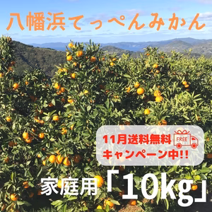 出荷は11月下旬予定【10㎏/2S～L】家庭用　てっぺんみかん