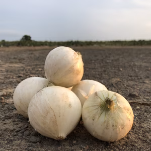 サラダ用真っ白な玉ねぎ「雪景色」