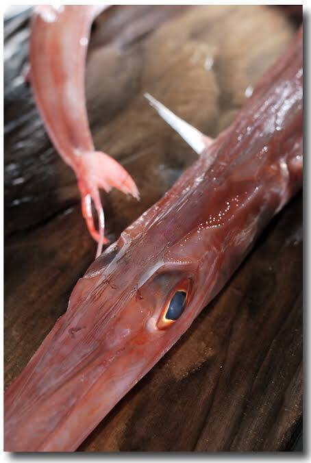 レア魚 味と見た目のインパクト有り ヤガラ入鮮魚ｾｯﾄ 農家漁師直送のポケットマルシェ