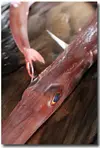 レア魚！味と見た目のインパクト有り！ヤガラ入鮮魚ｾｯﾄ