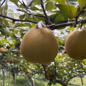 【9月下旬発送】茨城県産　甘太　甘くてサッパリとした味わい