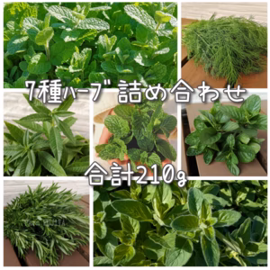 【摘みたてお届け】7種のﾊｰﾌﾞをお試し☆約210g