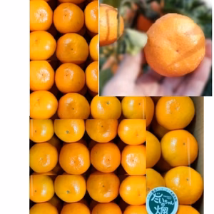 【感謝セール】年明け収穫｜木成り完熟みかん 有田みかん