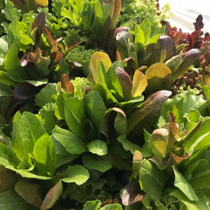 高原の無農薬・有機肥料で育てた葉物野菜セット