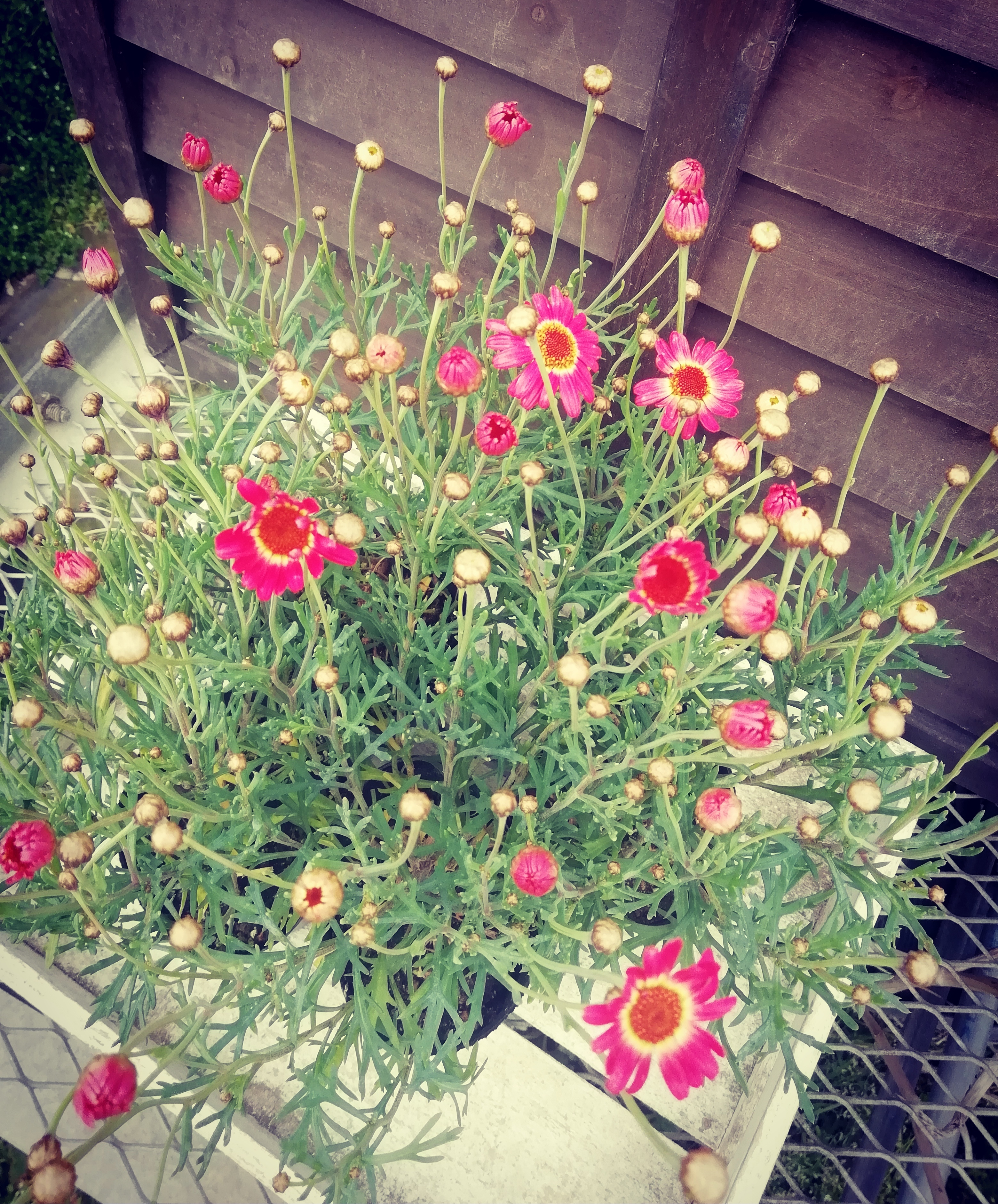 四季咲きマーガレットモリンバヘリオ ウォーターメロン10 5センチ4鉢セット 農家漁師から産地直送の通販 ポケットマルシェ