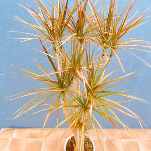 【在庫販売】　ドラセナ　コンシンネ　レインボー　観葉植物　特大　インテリア　室内