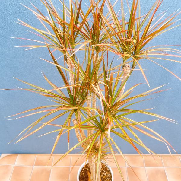 【在庫販売】　ドラセナ　コンシンネ　レインボー　観葉植物　特大　インテリア　室内