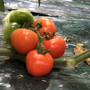 訳あり フルティカ 中玉フルーツトマト